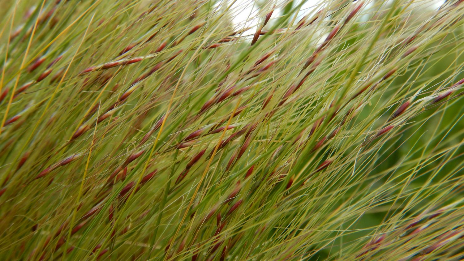 north texas landscaping plants