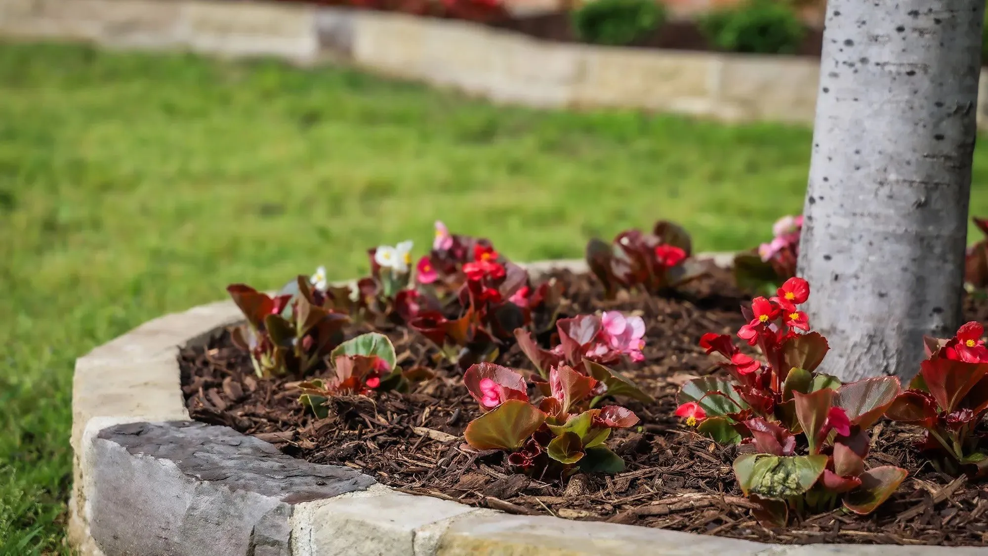 plano landscaping