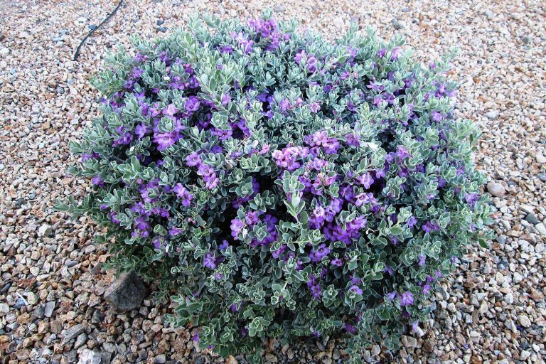 texas sage