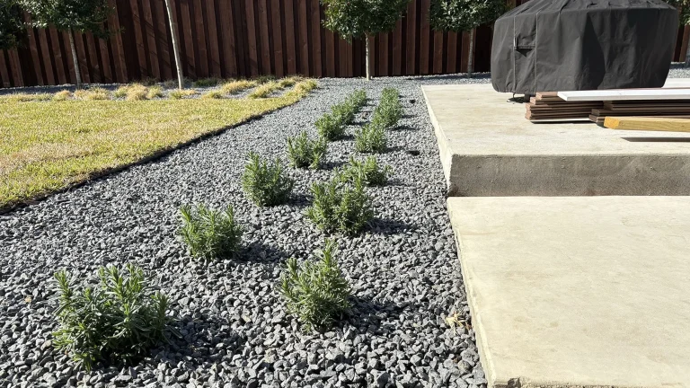 best landscape designer in frisco